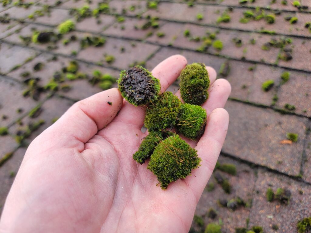 moss on roof